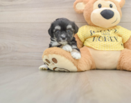 6 week old Aussiechon Puppy For Sale - Puppy Love PR