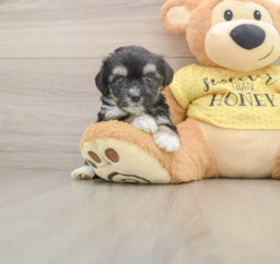 6 week old Aussiechon Puppy For Sale - Puppy Love PR