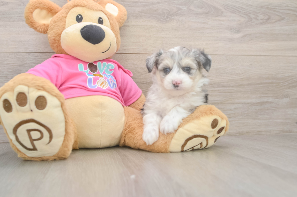 5 week old Aussiechon Puppy For Sale - Puppy Love PR