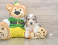 6 week old Aussiechon Puppy For Sale - Puppy Love PR