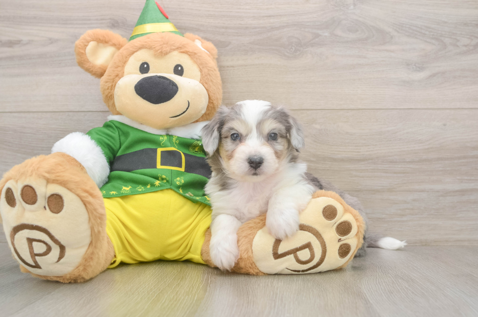 5 week old Aussiechon Puppy For Sale - Puppy Love PR