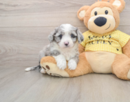 5 week old Aussiechon Puppy For Sale - Puppy Love PR