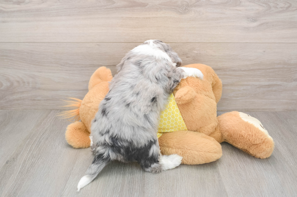 Small Aussiechon Baby