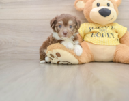 6 week old Aussiechon Puppy For Sale - Puppy Love PR