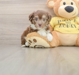 6 week old Aussiechon Puppy For Sale - Puppy Love PR