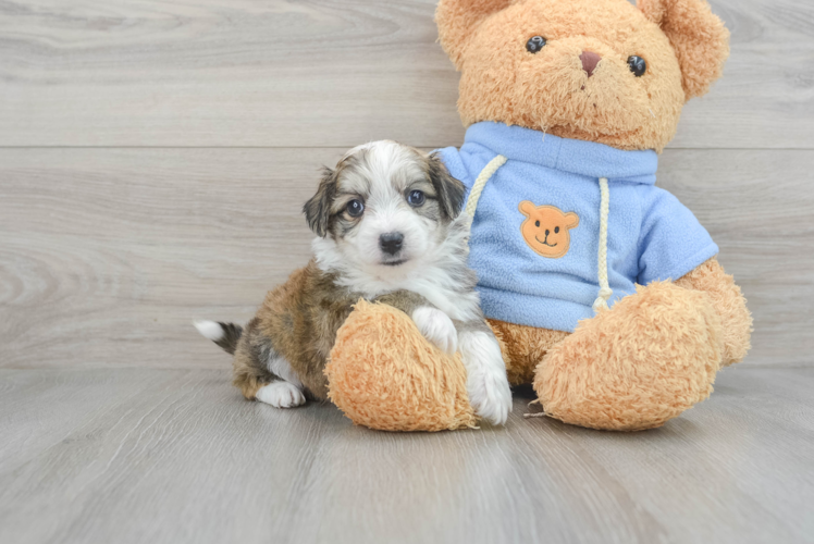 Meet Boss - our Aussiechon Puppy Photo 1/3 - Puppy Love PR Aussiechon Puppy for Adoption