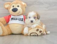 6 week old Aussiechon Puppy For Sale - Puppy Love PR