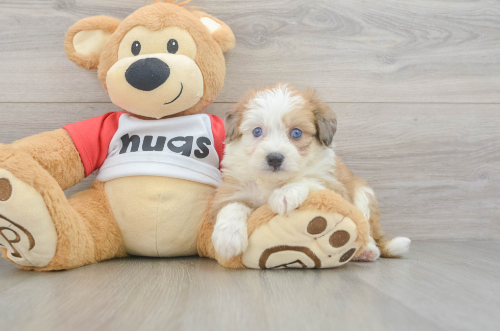 5 week old Aussiechon Puppy For Sale - Puppy Love PR