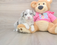 6 week old Aussiechon Puppy For Sale - Puppy Love PR