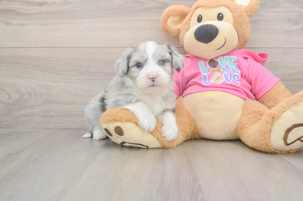 5 week old Aussiechon Puppy For Sale - Puppy Love PR