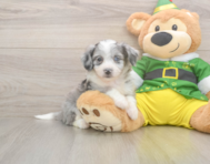 6 week old Aussiechon Puppy For Sale - Puppy Love PR