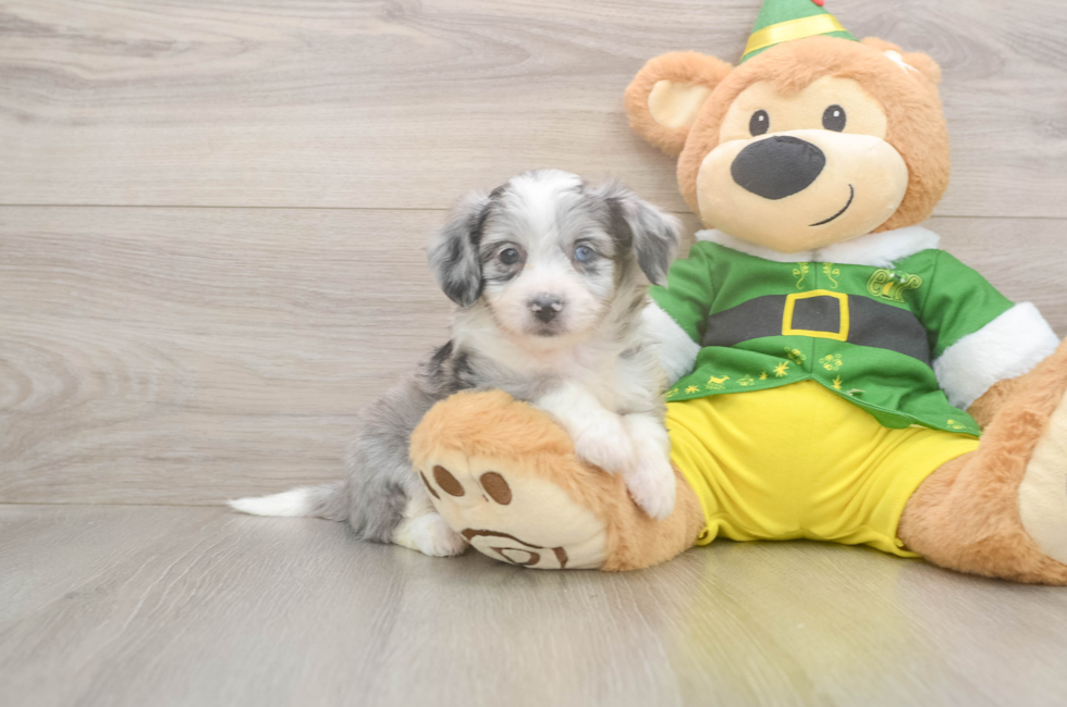 5 week old Aussiechon Puppy For Sale - Puppy Love PR