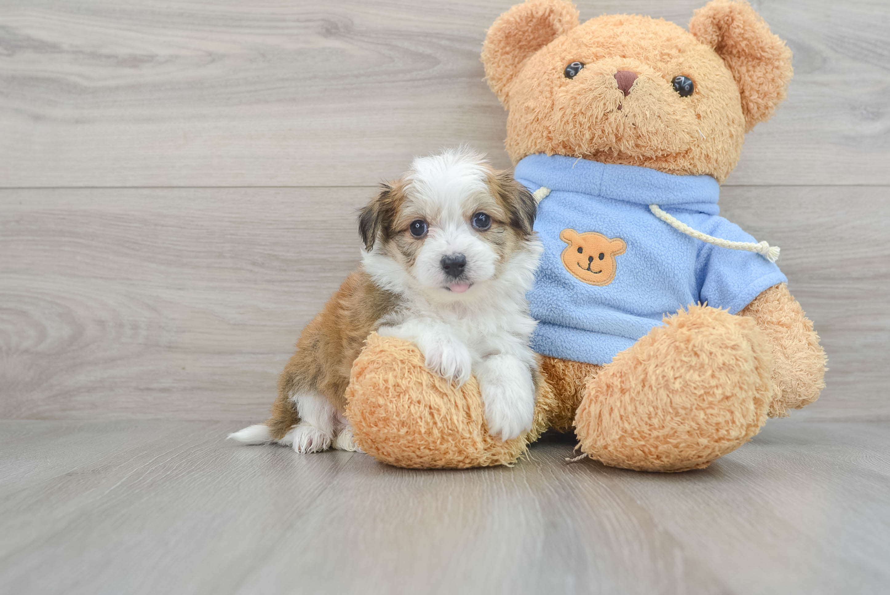Little Australian Designer Puppy