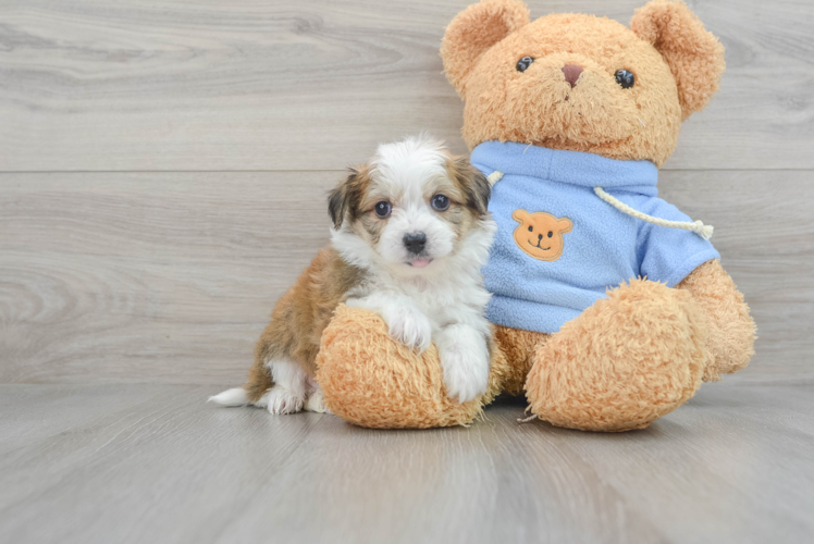 Meet Braden - our Aussiechon Puppy Photo 1/3 - Puppy Love PR Little Australian Designer Puppy