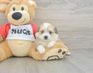 6 week old Aussiechon Puppy For Sale - Puppy Love PR