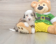 6 week old Aussiechon Puppy For Sale - Puppy Love PR