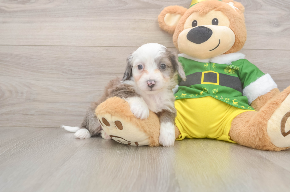 5 week old Aussiechon Puppy For Sale - Puppy Love PR