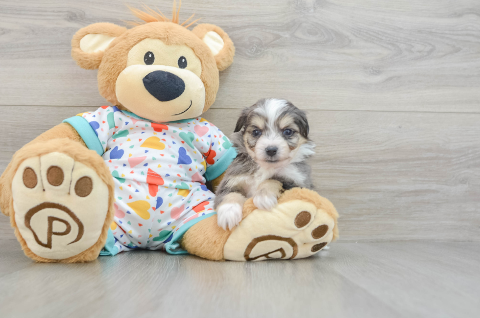 9 week old Aussiechon Puppy For Sale - Puppy Love PR