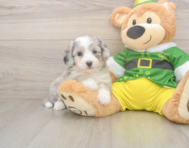 6 week old Aussiechon Puppy For Sale - Puppy Love PR