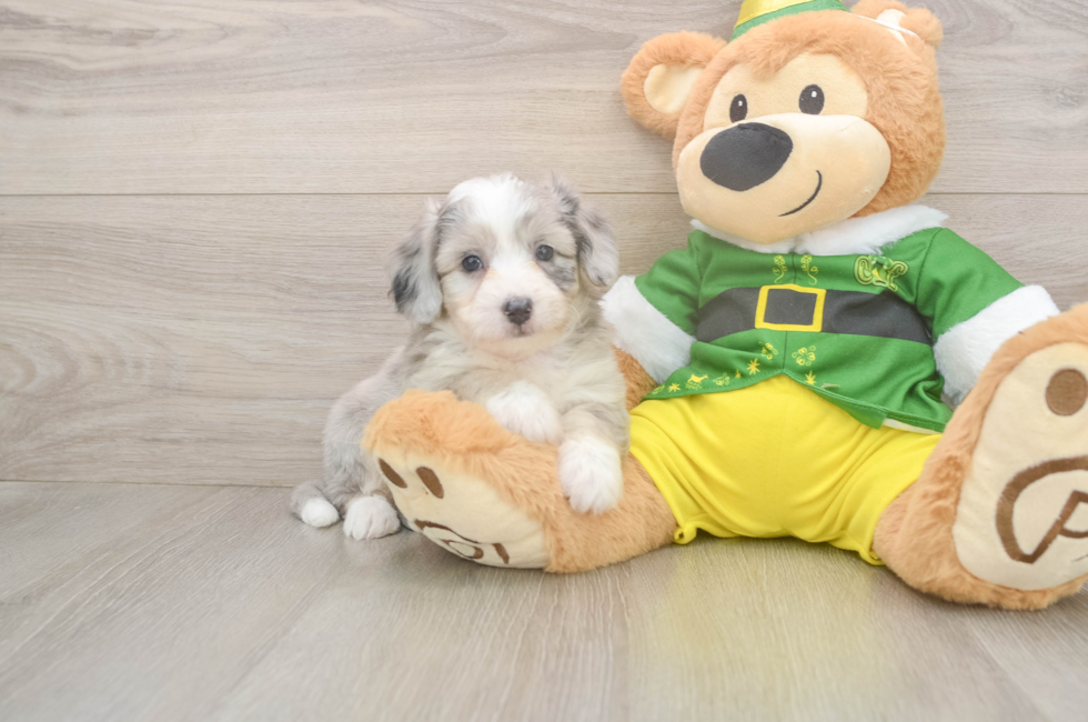 5 week old Aussiechon Puppy For Sale - Puppy Love PR