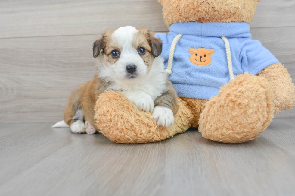 6 week old Aussiechon Puppy For Sale - Puppy Love PR