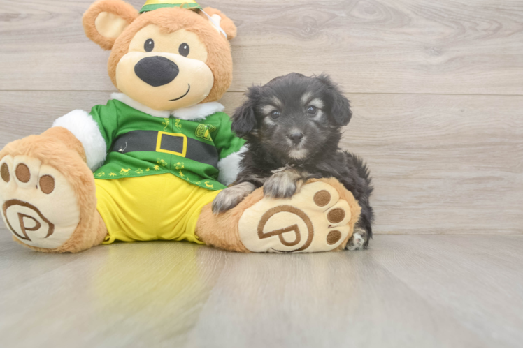 Best Aussiechon Baby