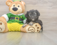 7 week old Aussiechon Puppy For Sale - Puppy Love PR