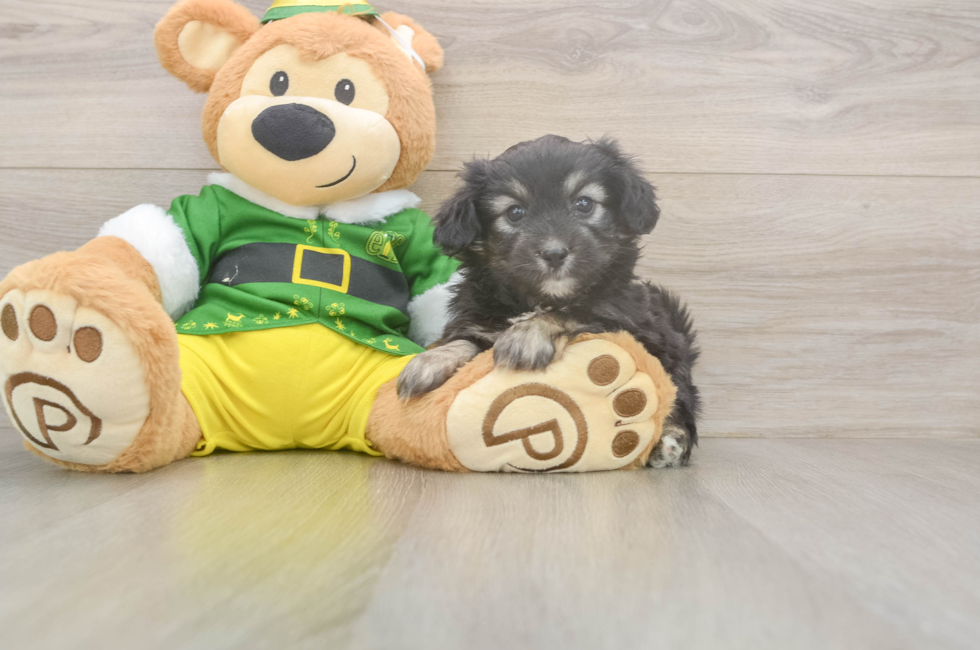 5 week old Aussiechon Puppy For Sale - Puppy Love PR