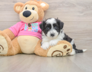 5 week old Aussiechon Puppy For Sale - Puppy Love PR