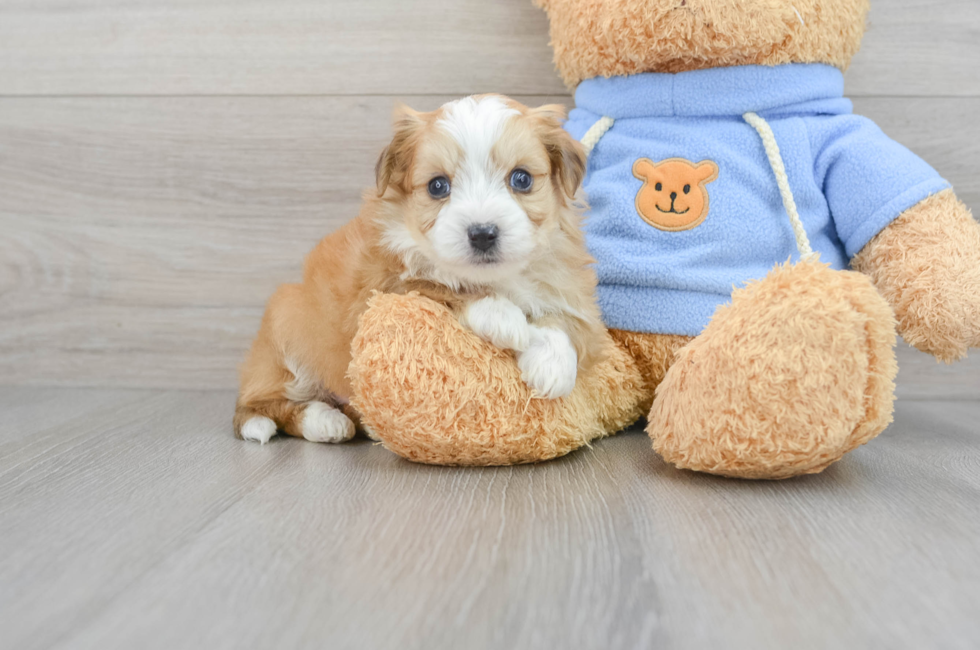6 week old Aussiechon Puppy For Sale - Puppy Love PR