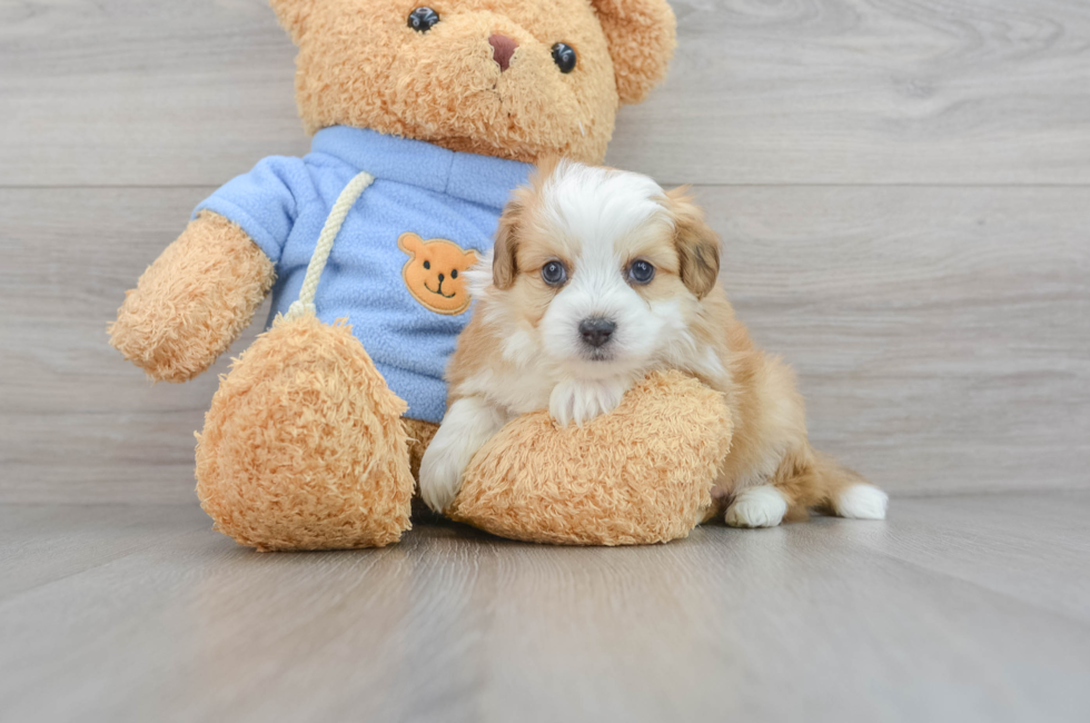 6 week old Aussiechon Puppy For Sale - Puppy Love PR
