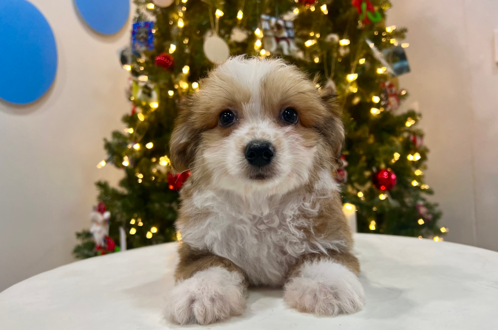 10 week old Aussiechon Puppy For Sale - Puppy Love PR