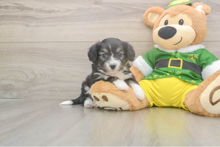 Happy Aussiechon Baby