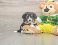 8 week old Aussiechon Puppy For Sale - Puppy Love PR