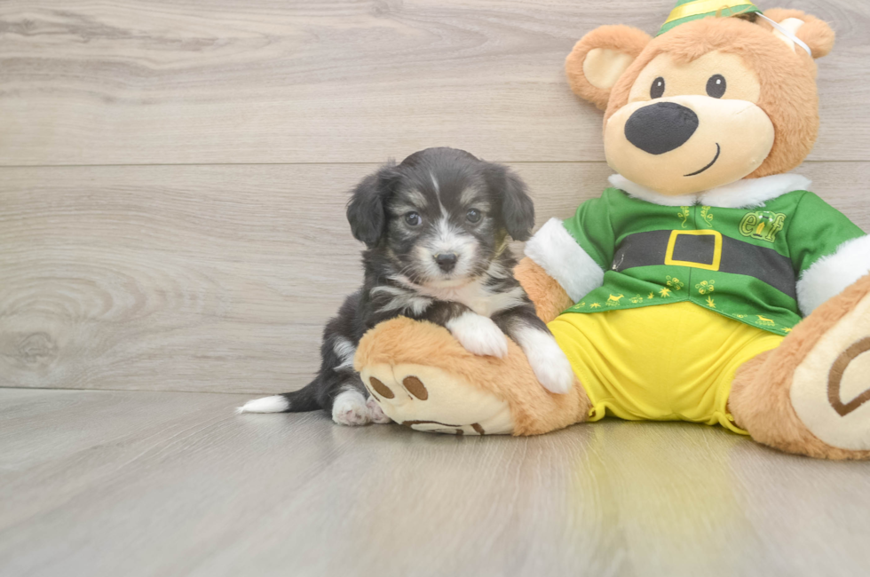 5 week old Aussiechon Puppy For Sale - Puppy Love PR