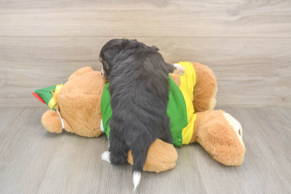 Aussiechon Puppy for Adoption