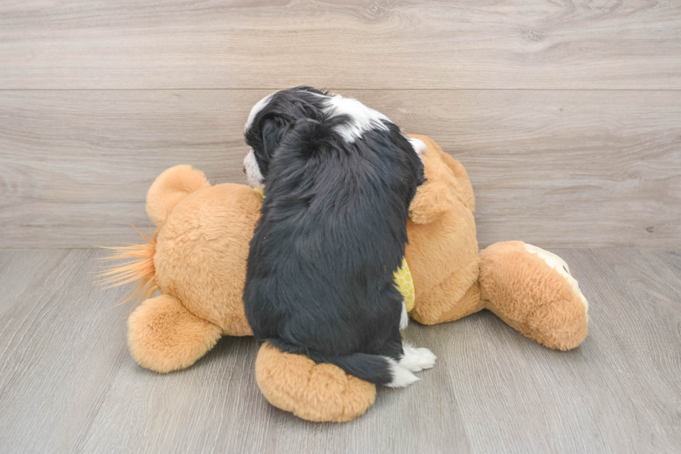 Playful Aussie Bichon Designer Puppy