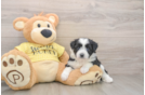 Aussiechon Puppy for Adoption