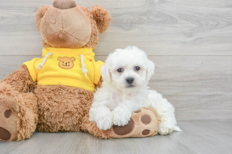 9 week old Bichon Frise Puppy For Sale - Puppy Love PR