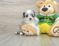 7 week old Aussiechon Puppy For Sale - Puppy Love PR