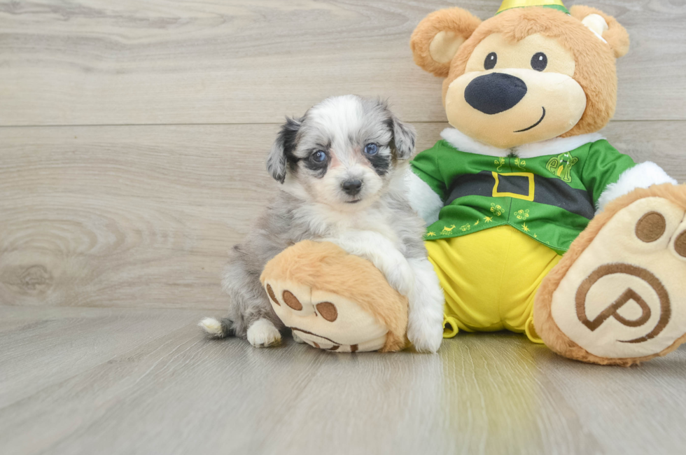 7 week old Aussiechon Puppy For Sale - Puppy Love PR