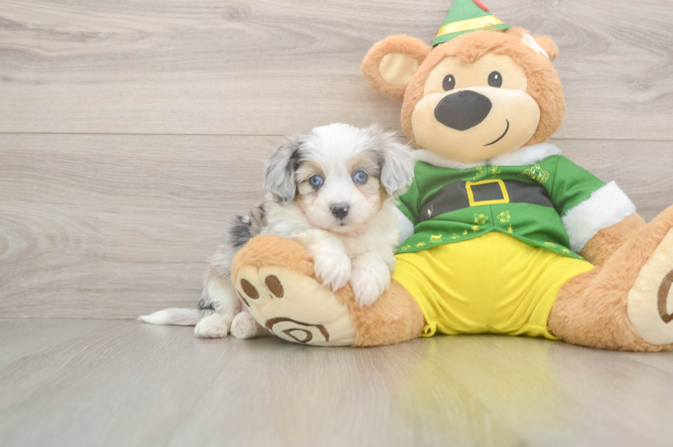 5 week old Aussiechon Puppy For Sale - Puppy Love PR