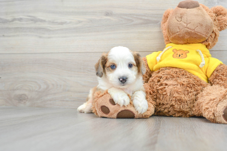 Meet Cosmos - our Aussiechon Puppy Photo 1/3 - Puppy Love PR Best Aussiechon Baby
