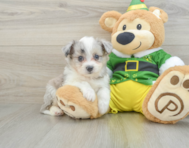 7 week old Aussiechon Puppy For Sale - Puppy Love PR