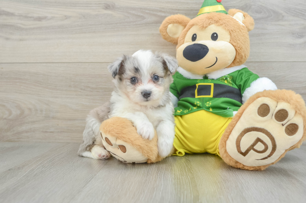 7 week old Aussiechon Puppy For Sale - Puppy Love PR