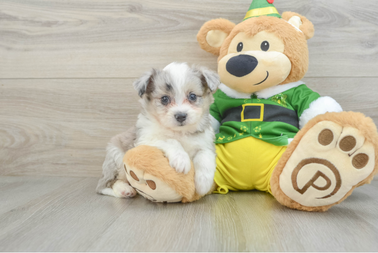 Meet Cosmos - our Aussiechon Puppy Photo 1/3 - Puppy Love PR Aussiechon Puppy for Adoption