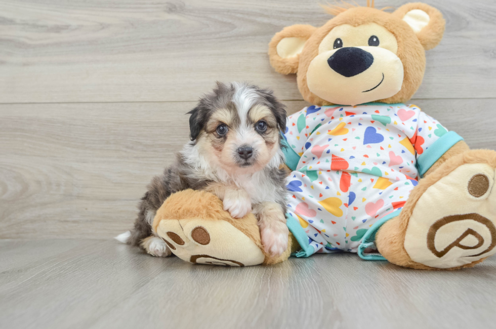 7 week old Aussiechon Puppy For Sale - Puppy Love PR