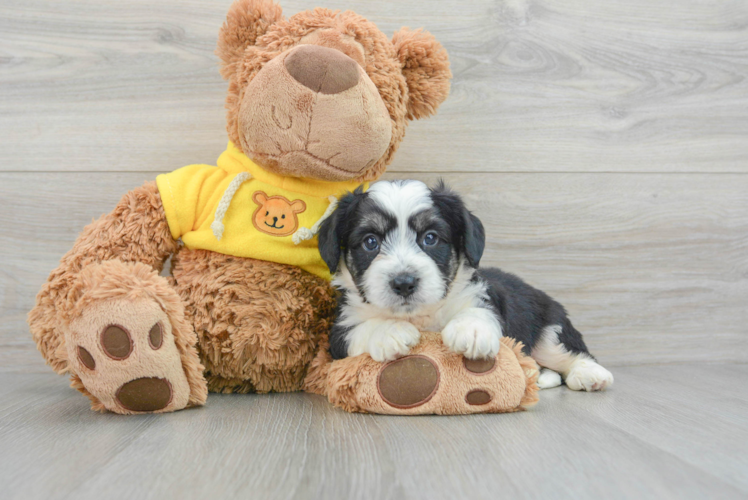 Meet Crash - our Aussiechon Puppy Photo 1/3 - Puppy Love PR Friendly Aussiechon Baby