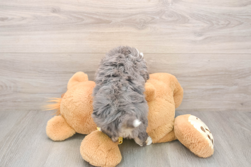 Hypoallergenic Aussie Bichon Designer Puppy