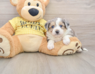 5 week old Aussiechon Puppy For Sale - Puppy Love PR